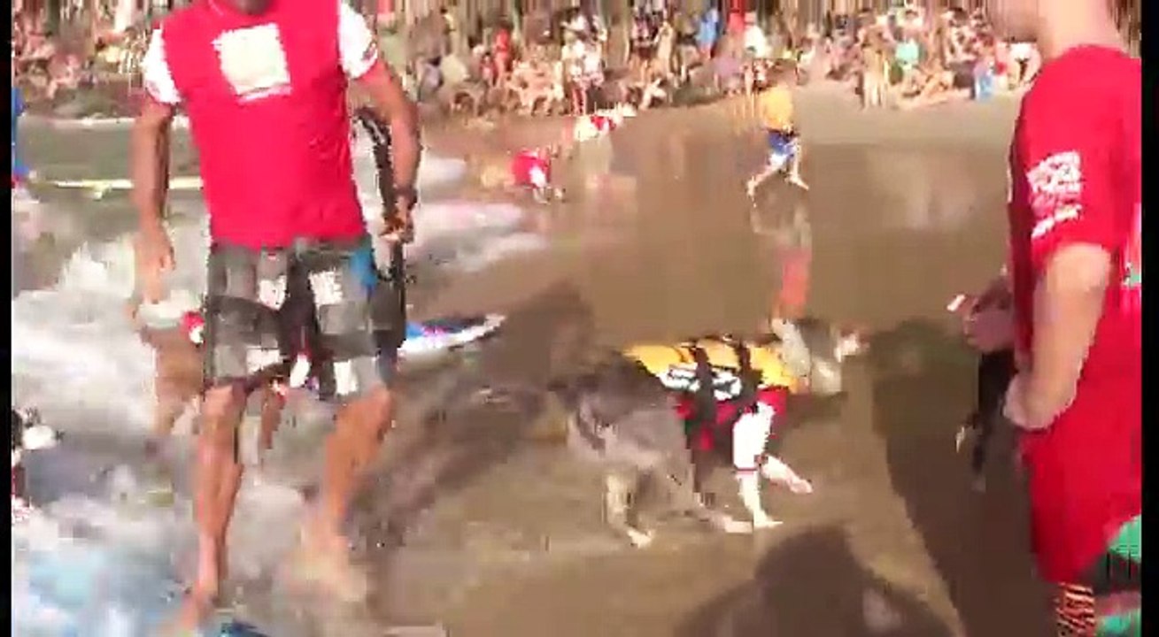 Surfing Dog competition, Australia