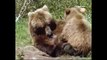 Wild Alaska - National Geographic Documentary HD