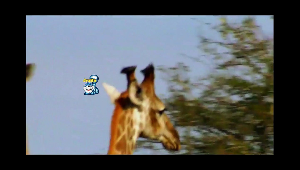 Búfalos africanos atacando, búfalo selvagem, mundo animal, Africa selvagem