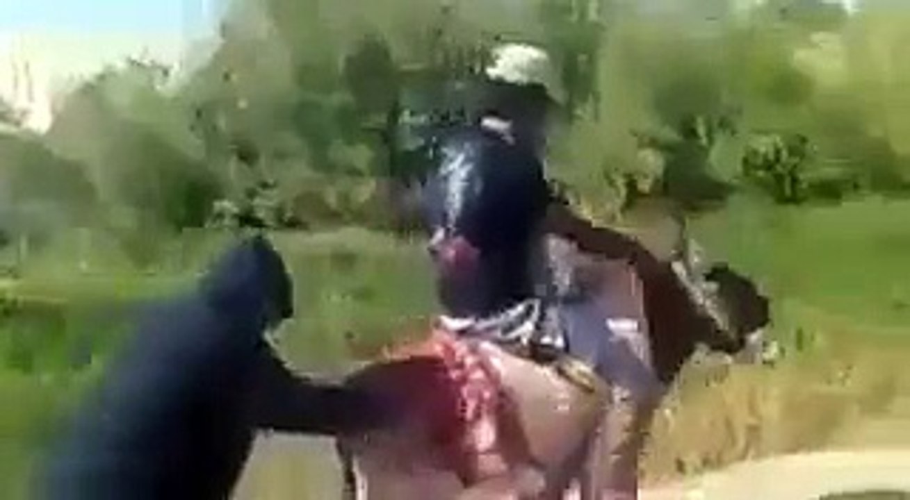 antisa 001