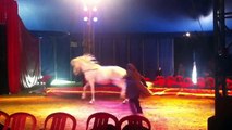 Visiting Beautiful Italian Circus Show in Holland
