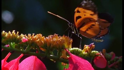 National Geographic documentary Wild discovery channel animals Animal planet HD