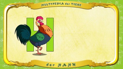 Multipedia der Tiere Buchstabe H der Hahn