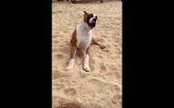 Boxer Puppy Has The Cutest Reaction To A Lime