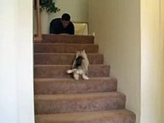 husky puppy goes up the stairs