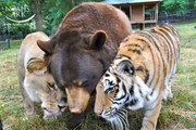 A lion, a bear and a tiger are best friends for 15 years
