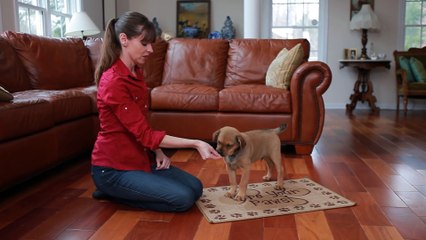 Teach a Puppy to Sit   Teacher s Pet With Victoria Stilwell