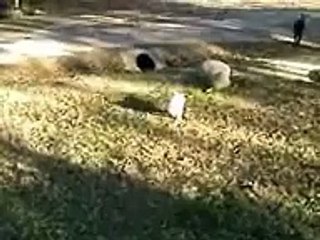 The cutest golden lab puppy EVER