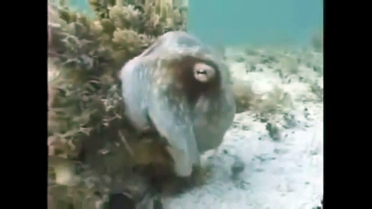the full truth of the real mermaids