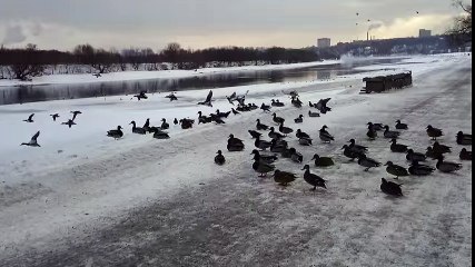 Cat Hunting Ducks Fail