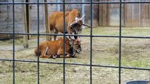 Antelope Picks Friends Ear With Antler And Eats It
