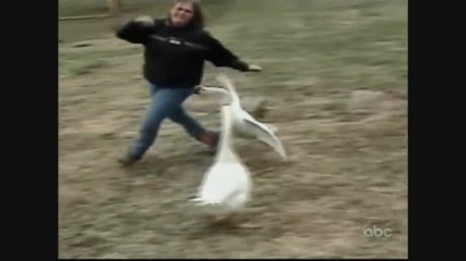 America's Funniest Home Videos Part 36 _ OrangeCabinet