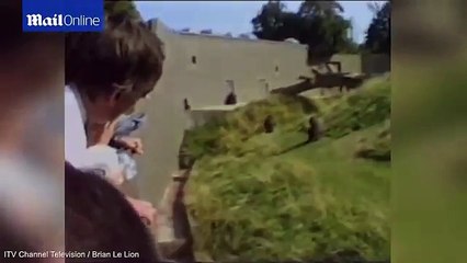 gorila & Child in zoo