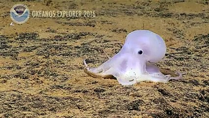 Ghost like octopus discovered