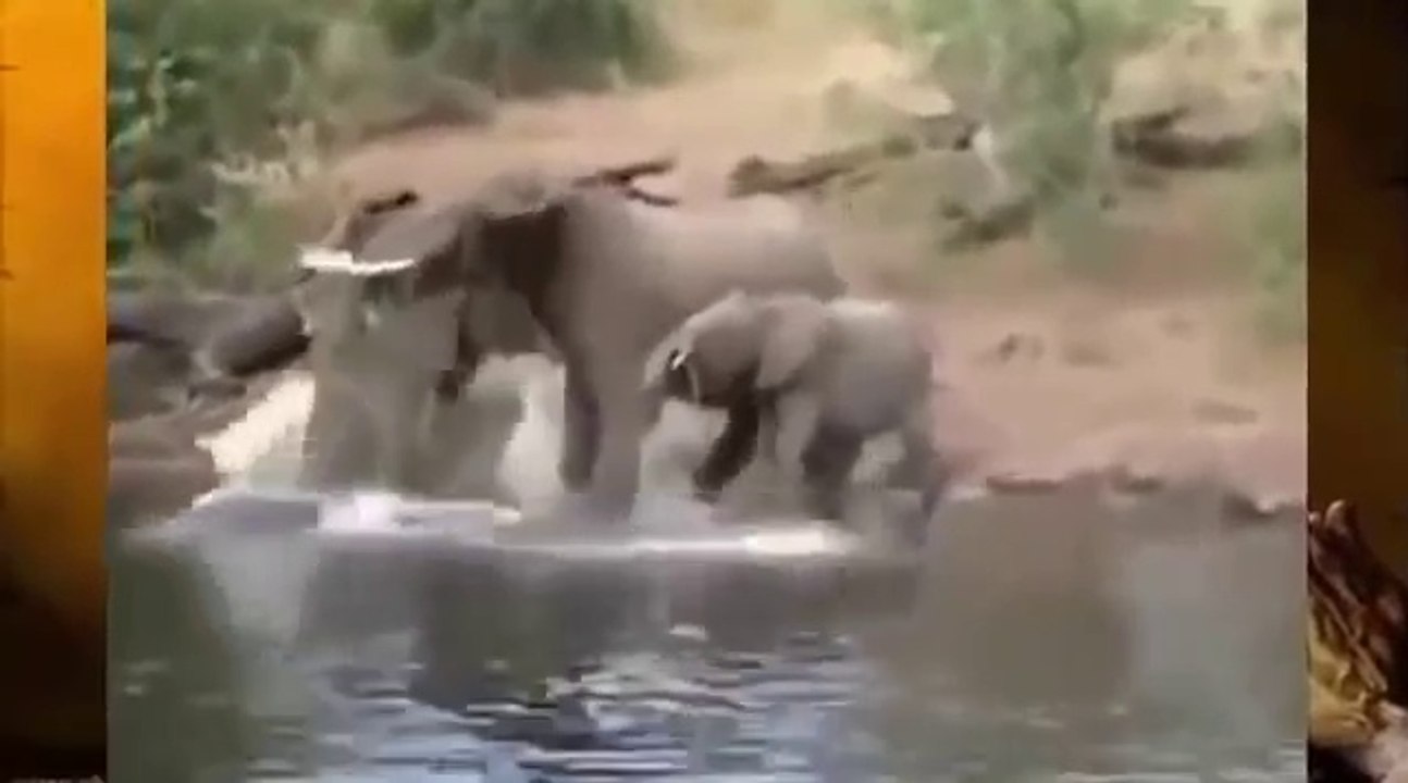 Crocodile Vs Elephant - Wild Animals Attack