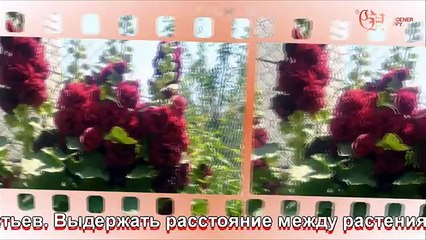 Шток-роза выращивание из семян рассадой