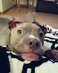 Funny Dog - Go look at love so much.