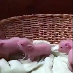 Oh, what is that thing going on Funny Video