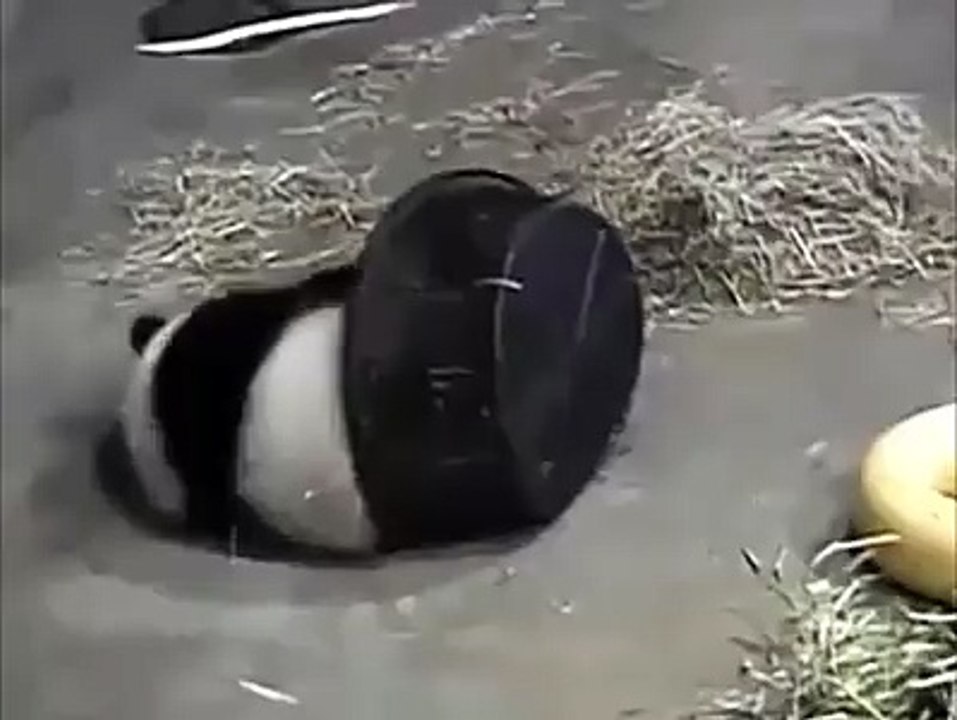 This is the panda Why is it so easy to love