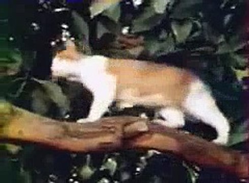 Waldo Kitty générique du dessin animé Meilleurs Dessins Animés