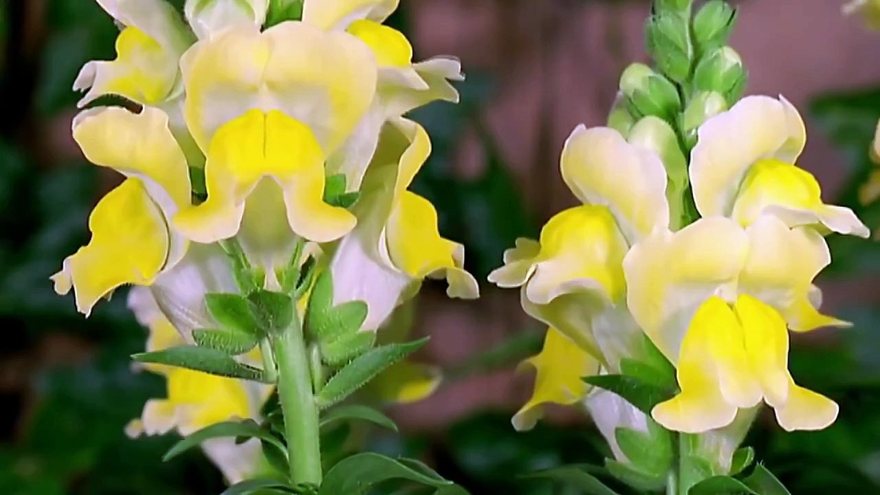 Поздравление с 8 марта ! Congratulations on March 8. Happy women's day.