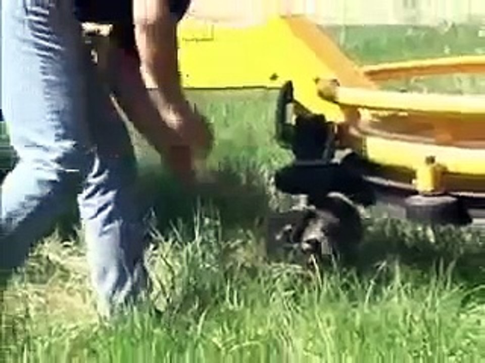 Dutchman Tree Tyre
