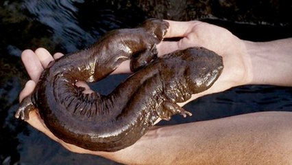 10 Fascinating New Species We’ve Just Discovered