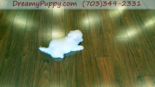 Dreamy Puppy Toy Maltese Boy - Explore The Familiest Dreamy Puppy Store in Chantilly & Fredericksburg