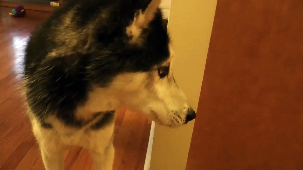 Mishka do you like Justin Bieber NOOOOOOO!