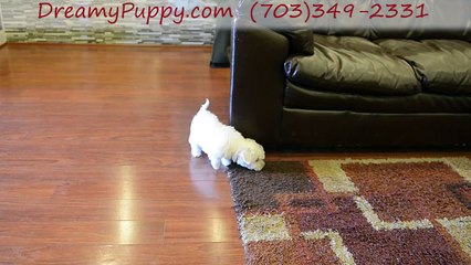 Dreamy Puppy Westie Tzu Girl - Explore The Familiest Dreamy Puppy Store in Chantilly & Fredericksburg