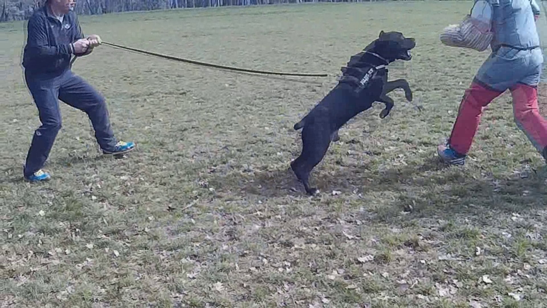 Rottweiler Vs Cane Corso Bitework Protection Training