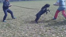 Rottweiler vs Cane Corso BITEWORK (Protection training)