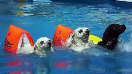 9 façons de savoir si tu es le roi de la piscine : compilation hilarante
