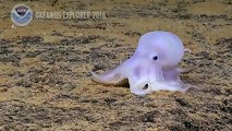 Voici Casper, une pieuvre translucide découverte à Hawaï aussi appelée pieuvre fantôme