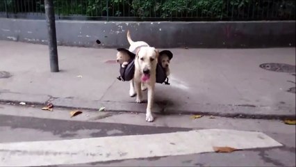 Une maman labrador transporte ses petits dans son sac à dos