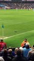 Les supporters de Manchester City chantent pour un pigeon!