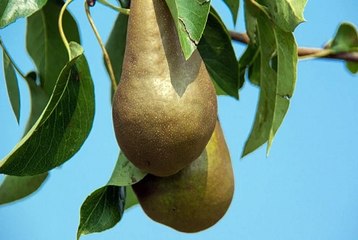 메이저에이전시 『＂Supercar123.Com 가입코드: 6623＂』 IBC 에이전시