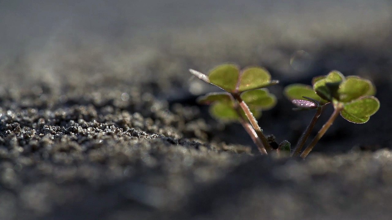 Anthill with Clover