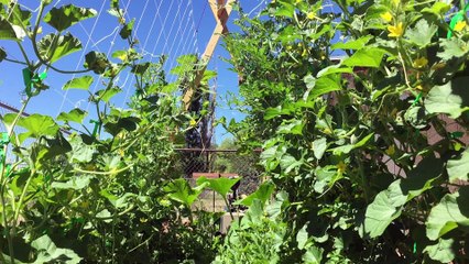 Bees in Trellis Garden