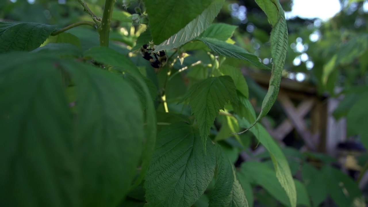 Bumble Bee and Bush 4