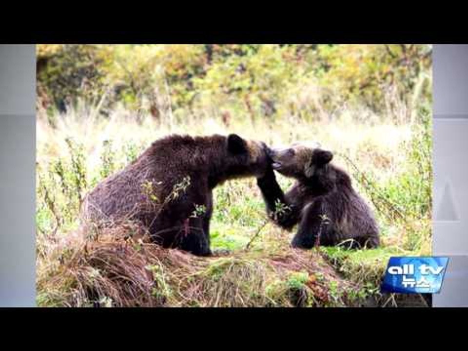 곰 쓸개등 불법유통한 김윤희씨에 벌금형 ALLTV NEWS EAST 07MAR16