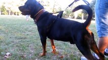 Rottweiler BITEWORK-Protection training (Avox)