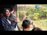 Gorilas pelean en zoológico de Nebraska