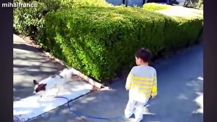 Babies Taking Dogs For A Walk Compilation