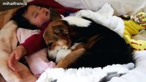Cats And Dogs Sleeping With Babies Compilation