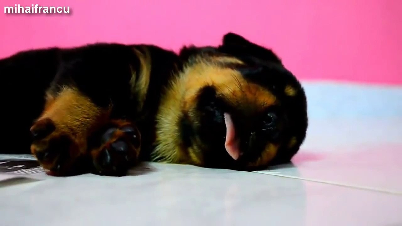 Cutest Puppies Dreaming Compilation