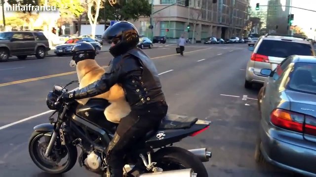 Funny Dogs Riding On Motorcycles Compilation