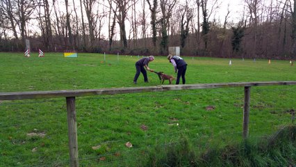 Lady du Domaine des Sentinelles 10 semaines