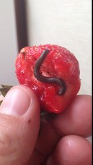 Клубничка с мясной начинкой