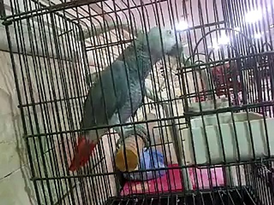 speaking Perrot Masha Allah